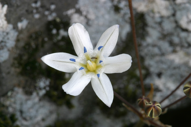 Image of Triteleia lilacina Greene