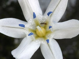 Image of Triteleia lilacina Greene