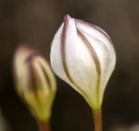 Image of Triteleia lilacina Greene