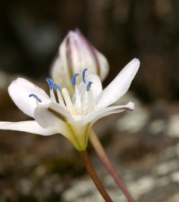 Image of Triteleia lilacina Greene