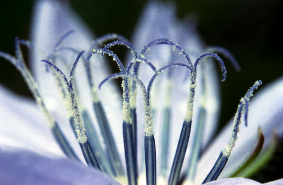 Image of chicory