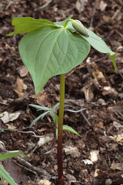 Image of red trillium