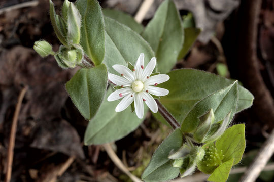 Image of star chickweed