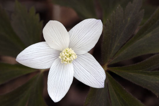 Imagem de Anemone quinquefolia L.