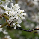 صورة Amelanchier arborea (Michx. fil.) Fern.