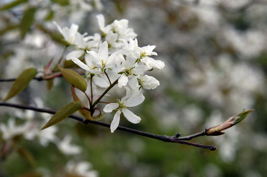 Image of common serviceberry