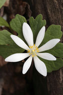 Image of Bloodroot