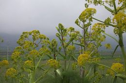 Ferula communis L. resmi