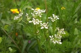 Image of shepherdsneedle