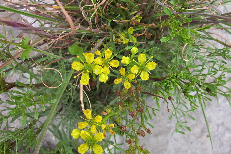 Image of common rue