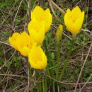 Image of winter daffodil