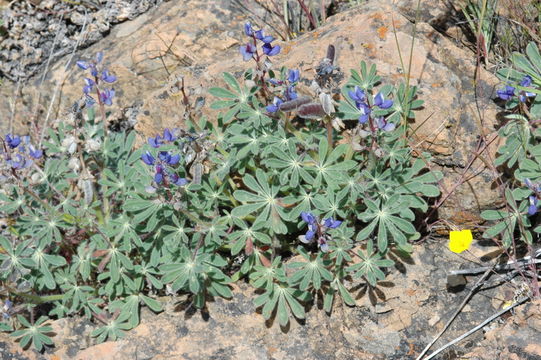 Lupinus spectabilis Hoover resmi