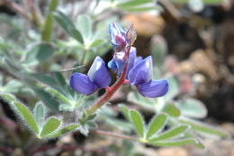 Lupinus spectabilis Hoover resmi