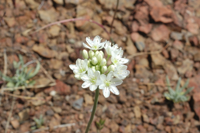 Image of Rawhide HIll onion