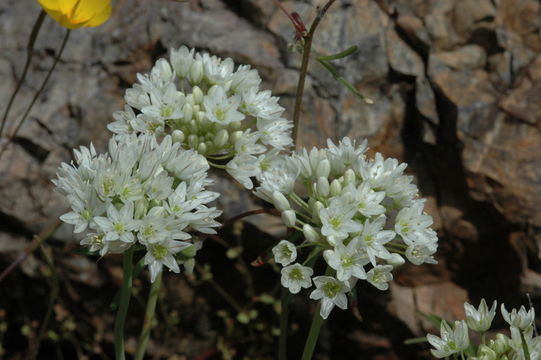 Image of Rawhide HIll onion