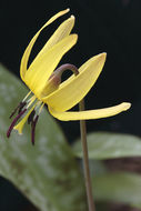 Image of dogtooth violet