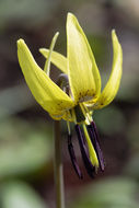 Image of dogtooth violet