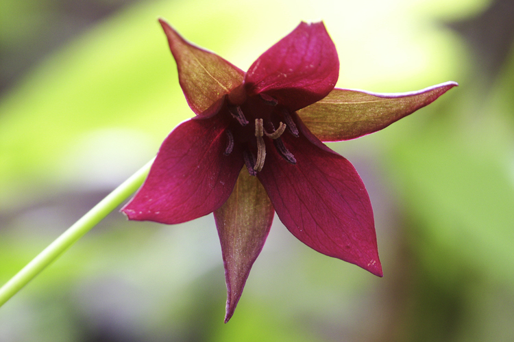 Image of red trillium