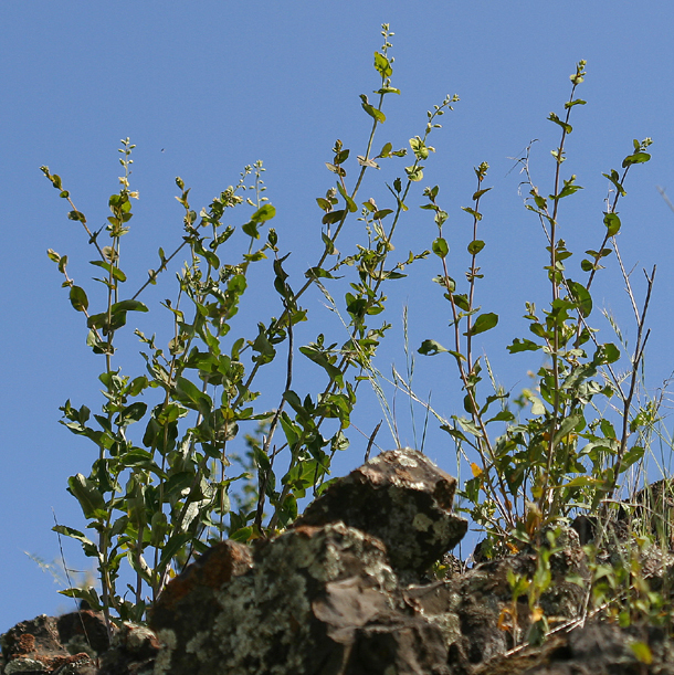 Imagem de Streptanthus tortuosus Kellogg