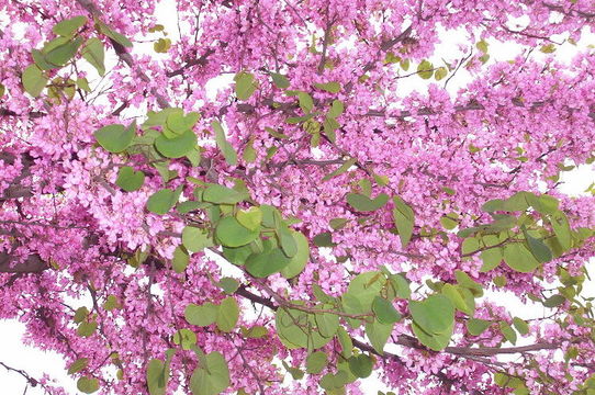 Image of Judas-tree