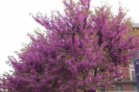 Image of Judas-tree