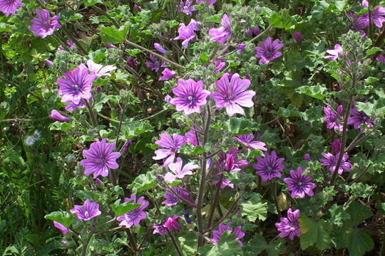 Image of high mallow