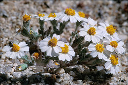 Image of white easterbonnets