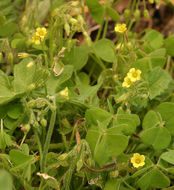 Image of Oxalis micrantha Boj. ex Prog.