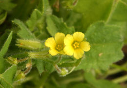 Image of Oxalis micrantha Boj. ex Prog.