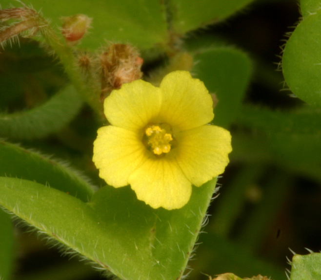 Image of Oxalis micrantha Boj. ex Prog.