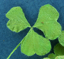 Image of Oxalis micrantha Boj. ex Prog.