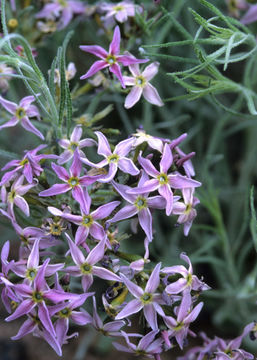 Image of woolly bluestar