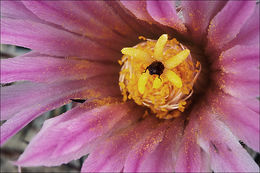 Image of <i>Coryphantha alversonii</i>