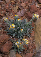 Слика од <i>Cryptantha paysonii</i>