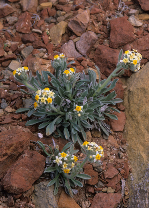 Слика од <i>Cryptantha paysonii</i>