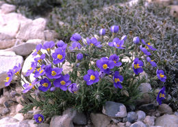 Image of bluebowls