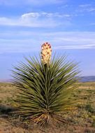 Image of Don Quixote's lace