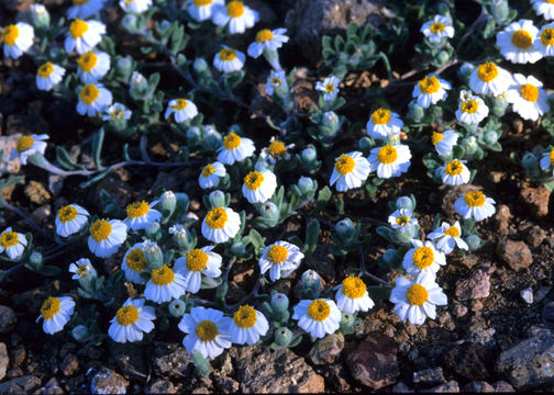 Image of white easterbonnets