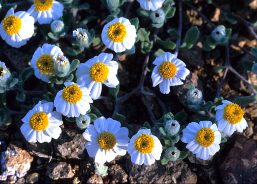 Image of white easterbonnets