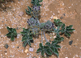 Image of small Indian breadroot