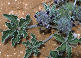 Image of small Indian breadroot