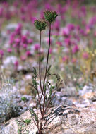 Image of American wild carrot