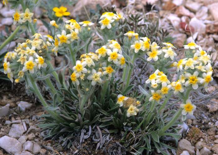 Слика од <i>Cryptantha paysonii</i>