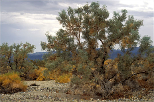 Sivun Psorothamnus spinosus (A. Gray) Barneby kuva