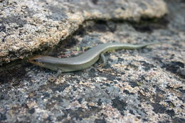 Image of Gilbert's Skink