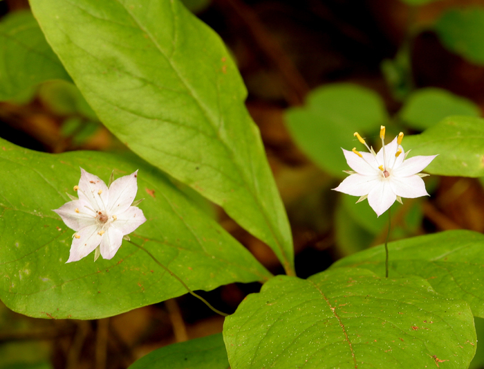 Image of <i>Trientalis latifolia</i>