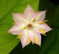 Image of <i>Trientalis latifolia</i>