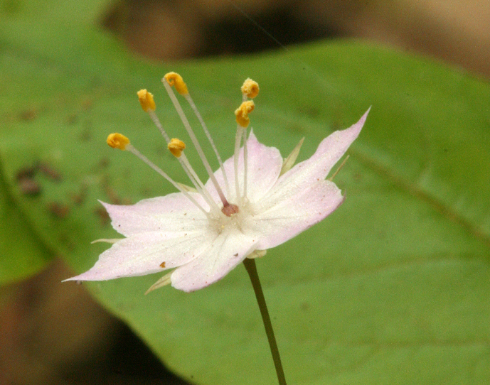 Image of <i>Trientalis latifolia</i>