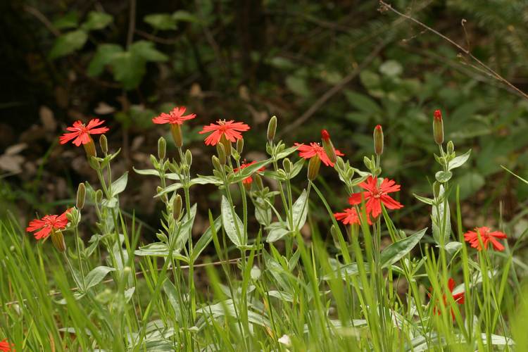 صورة Silene laciniata subsp. californica (Durand) J. K. Morton