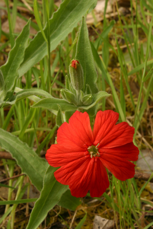 صورة Silene laciniata subsp. californica (Durand) J. K. Morton